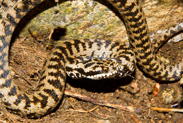 Adder with toungue out - venomous snakes. Lombardy - Italy