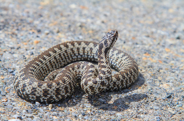 Viper aspis, Lombardy, Italy.