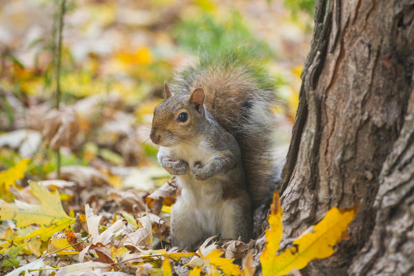 Grey squirrel. Alps, Piedmont, Italy.