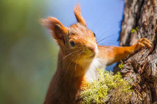 Red squirrel. Alps, Lombardy, Italy.