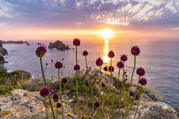 Sea and flowers at sunset in the rocky beach of Costa Quebrada. Playa del Portio, Liencres, Cantabria, Spain, Europe.