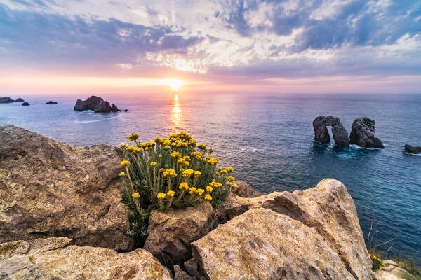 Summer Flowering in the rocky beach of Costa Quebrada in the Cantabrian region at sunset. Playa del Portio, Liencres, Cantabria, Spain, Europe.