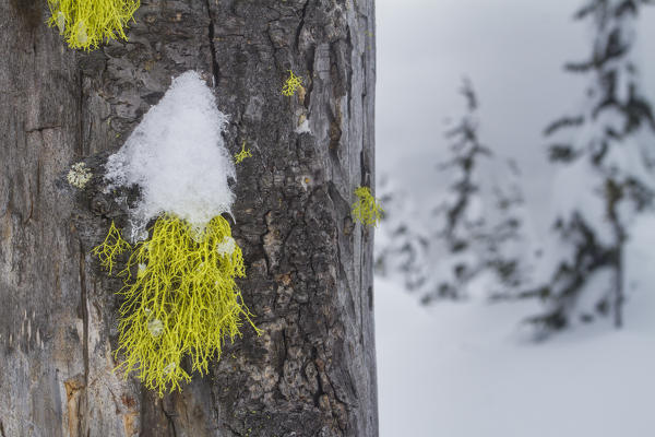Snowed trees detail - winter nature landscape