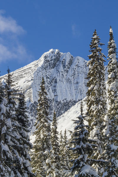 Snowed trees and peaks at Roger pass, British Columbia, Canada