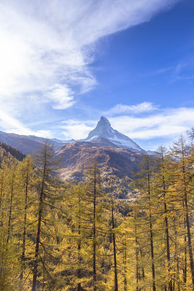 Colourful trees in autumn with Matterhorn in the background. Zermatt, Mattertal, Canton of Valais, Switzerland, Europe