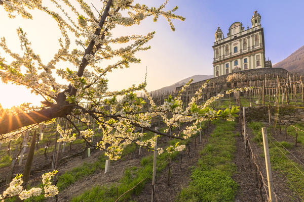 Cherry blossom at the Santa Casa Church. Tresivio,  Valtellina, Lombardy, Italy, Europe.