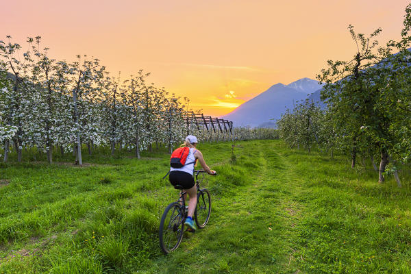 Young cyclist in the flowered apple orchards at sunset.  Valtellina, Lombardy, Italy, Europe.