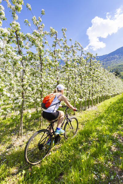Young cyclist in the flowered apple orchards.  Valtellina, Lombardy, Italy, Europe.