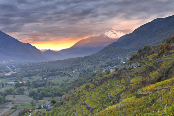Sunset in the wineyards. Castione Andevenno, Valtellina, Lombardy, Italy, Europe.