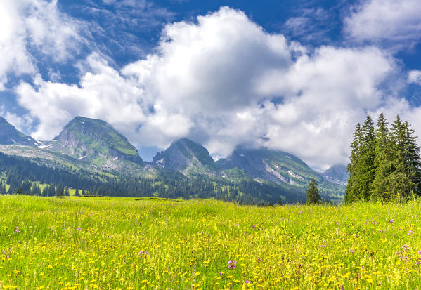 Summer in the meadows of Alp Sellamatt. Alt Sankt Johann,Toggemburg,Canton of San Gallo, Switzerland, Europe