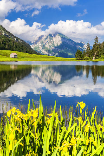 Summer flowering at Grappelensee. Alt Sankt Johann,Toggemburg,Canton of San Gallo, Switzerland, Europe