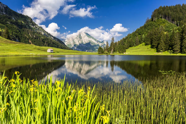 Summer flowering at Grappelensee. Alt Sankt Johann,Toggemburg,Canton of San Gallo, Switzerland, Europe