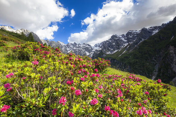 Flowering of rhododendrons in Val d'Arigna, Valtellina,Orobie Alps, Lombardy, Italy, Europe