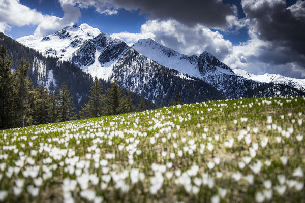 Spring flowering of Crocus at Corte Grande. Valle di Albaredo, Orobie, Valtellina, Lombardy, Italy.