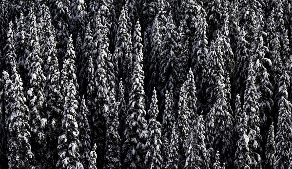 Pine trees covered by deep snow after a snowstorm. Engadine Valley, Graubunden Canton, Switzerland, Europe
