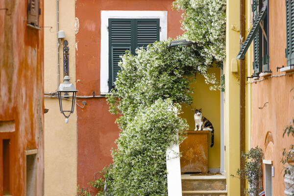 Lonely cat sitting outside typical ligurian house. Montemarcello, Ameglia,  La Spezia province, Liguria, Italy, Europe