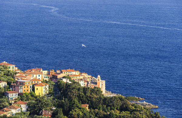 Elevated view of Tellaro village with seagull in flight on the Ligurian sea. Lerici, Gulf of La Spezia, La Spezia province, Liguria, Italy, Europe