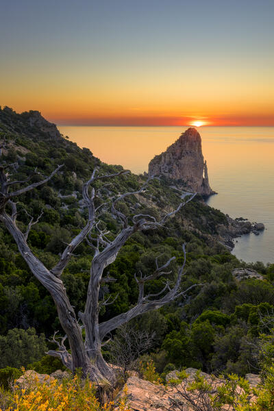 Dead juniper tree lit by the sun at dawn overlooking Pedra Longa. Baunei, Ogliastra province, Sardinia, Italy, Europe.