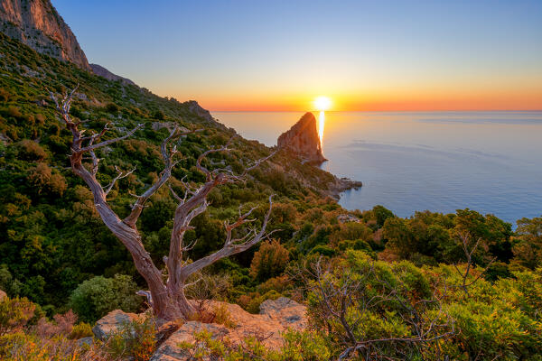 Dead juniper tree lit by the sun at dawn overlooking Pedra Longa. Baunei, Ogliastra province, Sardinia, Italy, Europe.
