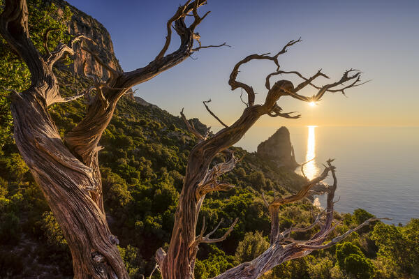 Dead juniper tree lit by the sun at dawn overlooking Pedra Longa. Baunei, Ogliastra province, Sardinia, Italy, Europe.