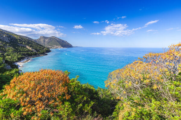 Mediterranean vegetation with view on coast of Cala Gonone, Dorgali, Nuoro province, Sardinia, Italy