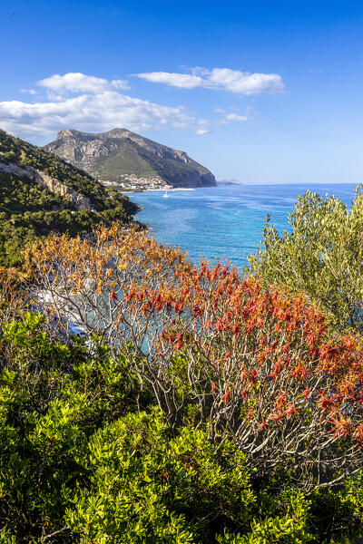 Mediterranean vegetation with view on coast of Cala Gonone, Dorgali, Nuoro province, Sardinia, Italy