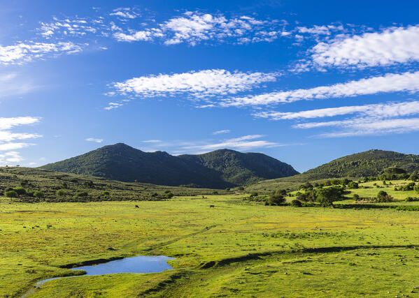 Green pasture with horses and clouds in the sky, Urzulei, Ogliastra province, Sardinia, Italy, Europe