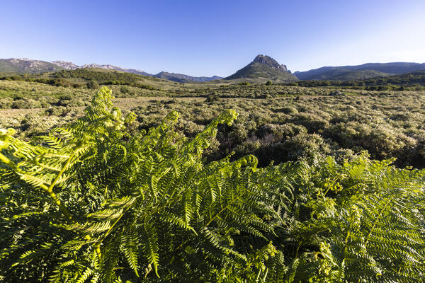 Mediterranean vegetation , Urzulei, Ogliastra province, Sardinia, Italy, Europe