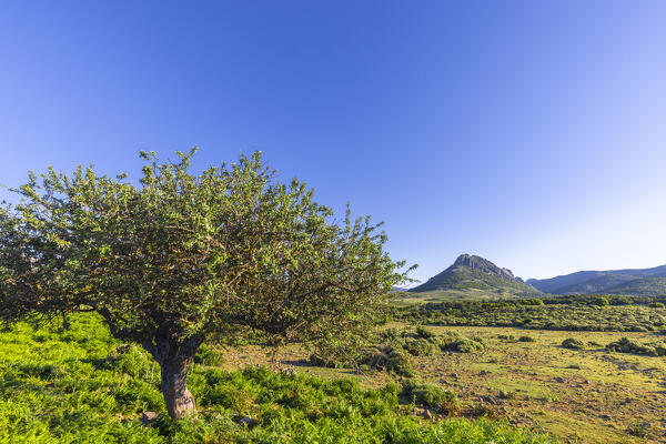 Lonely tree , Urzulei, Ogliastra province, Sardinia, Italy, Europe