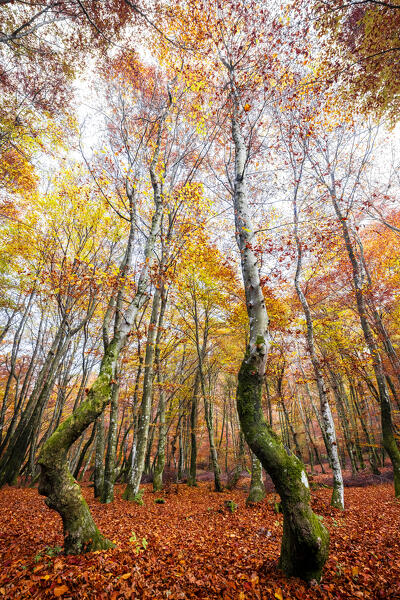 Forest of Intelvi valley in autumn, Lombardy, Italy, Europe.