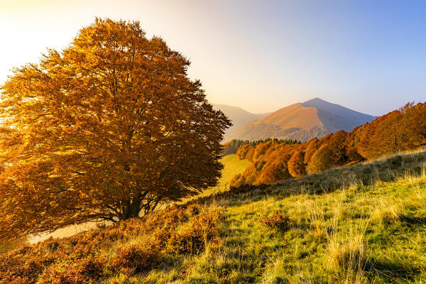 Autumn colors at sunset from Poncione di Cabbio peak, Valle Intelvi, Lombardy, Italy, Europe.
