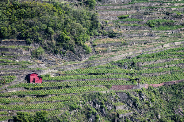 Lonely red winery in the vineyard of Valtellina, Lombardy, Italy, Europe.