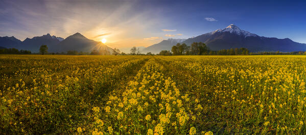 Panoramic view of spring flowering in the Pian di Spagna reserve at sunrise, Lake Como, Lombardy, Italy, Europe