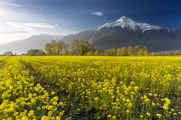 Spring flowering in the Pian di Spagna reserve, Lake Como, Lombardy, Italy, Europe