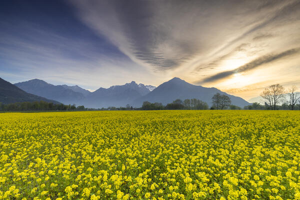 Spring flowering in the Pian di Spagna reserve, Lake Como, Lombardy, Italy, Europe