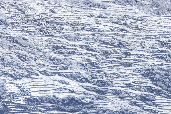 Valtellina vineyards after a snowfall, Lombardy, Italy, Europe