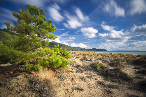 The wind shakes a maritime pine on the beach of Marina di Alberese. Marina di Alberese beach, Alberese, Maremma park(Parco della Maremma), Grosseto, Grosseto province, Tuscany, Italy, Europe