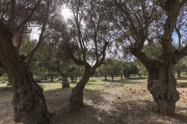 Olive grove in the Maremma Park. Alberese, Maremma park(Parco della Maremma), Grosseto, Grosseto province, Tuscany, Italy, Europe