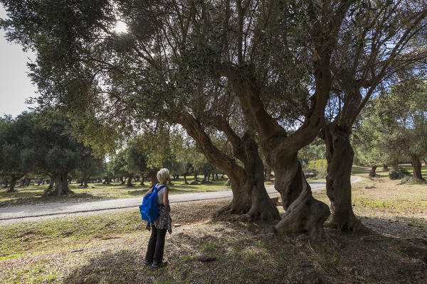 Tourist watch Olive trees in the Maremma Park. Alberese, Maremma park(Parco della Maremma), Grosseto, Grosseto province, Tuscany, Italy, Europe