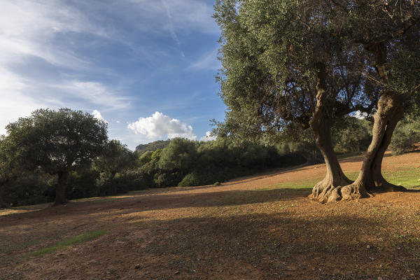 Olive grove in the Maremma Park. Alberese, Maremma park(Parco della Maremma), Grosseto, Grosseto province, Tuscany, Italy, Europe