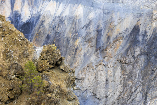A small larch grows on the hillsides of the ravine. Rhein Gorge(Ruinaulta), Flims, Imboden, Graubunden, Switzerland, Europe