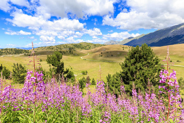Blossoming of Epilobio on a plateau near Campo Imperatore, Abruzzo, Italy.