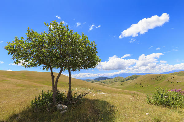 Lonely tree on the plateau of Campo Imperatore, Abruzzo, Italy.