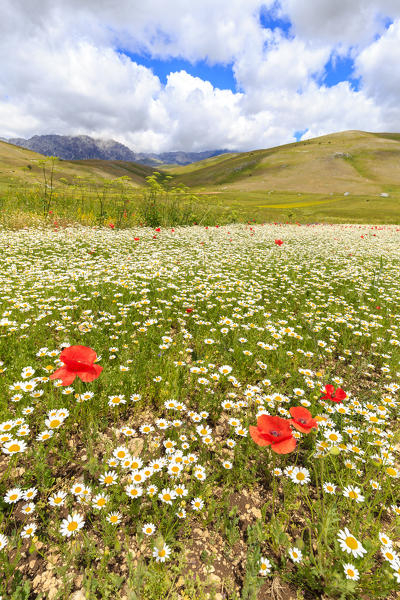 Fioritura di papaveri e margherite nei campi di lenticchie di Santo Stefano di Sessanio, Abruzzo, Italy.