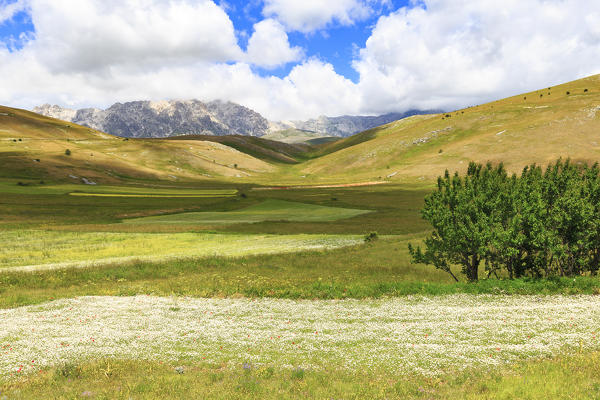 Lentils of Santo Stefano di Sessanio, with the summit of the Gran Sasso in the background. Abruzzo, Italy.