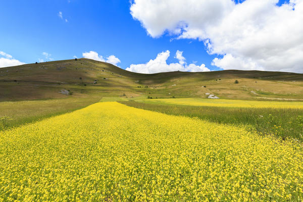 Blossoming of yellow flowers in lentil fields of Santo Stefano di Sessanio, Abruzzo, Italy.