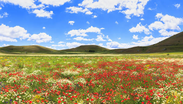 Blooming of poppies in lentil fields of Santo Stefano di Sessanio, Abruzzo, Italy.