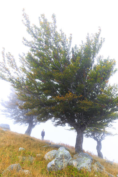 Person among trees surrounded by fog. Montemezzo, Como Lake, Lombardy. Italy.