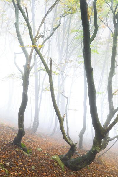 Fog among the forest trees during autumn. Montemezzo, Como Lake, Lombardy. Italy.