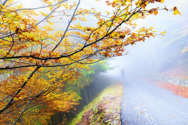 Person runs a road on the edge of the forest. Montemezzo, Como Lake, Lombardy. Italy.